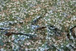 Tkanina wiskozowa -  petite floral - łączka - oliwkowy, łososiowy, biały