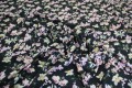 Żorżeta Barbie Marciano  - Różowe Orchidee - czarne tło 12